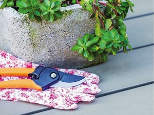 Winter pruning: Bloom on a forsythia is considered a green light