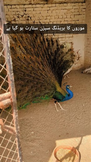 All About Peacock Breeding Season