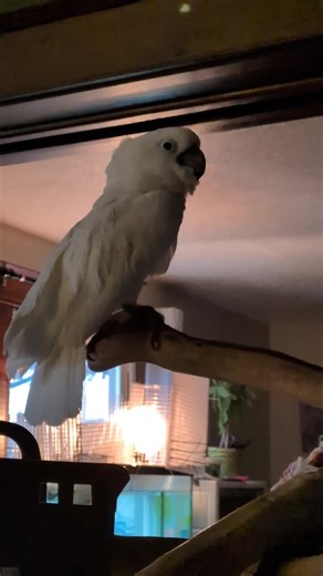 A sleepy birbo #furbythebirb #tired #sleepy