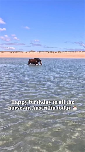 Happy birthday to all the horses ! ❤️🎂🐴🎉 ⁠ Did you know horses in Australia celebrate their birthday on August 1st? Even if they were really born in May or October, ⁠ It’s mostly done for racing so they all age up together. ⁠iv always celebrated Prada and Big Girls birthdays on the on this date being ex racehorses and not really having known there real birthdays. But its also the perfect excuse to give all the horses some extra love and a whole lot of birthday carrots today🫶🏽 🥕🎉🐎 So Happ