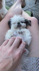 1.7K views · 328 reactions | We are used to small pups, but Trinket might be the smallest Shih Tzu we’ve ever known. #3pounds #blinddog | Pipsqueak | Facebook