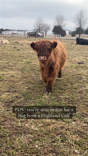 Here at Running W Farm, you can get hugs from our friendly Highland Cows 🐮 📍Located in Chestertown, MD 🐂We have opened our farm to the public to meet our Highland Cows up close and personal in private, 1 hour sessions for 1-6 people! During our Meet the Moos Sessions, you’re group will meet 4-5 of our Highlands in our covered barn, spending your session brushing, feeding, and learning about the Highlands! 🛻You can also upgrade to our “Coos & Views” experience for groups of 1-5 people, which 