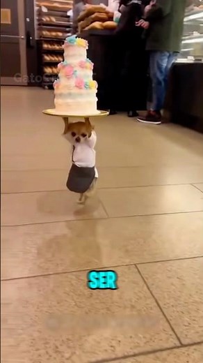HAPPY BIRTHDAY TO YOU #parody