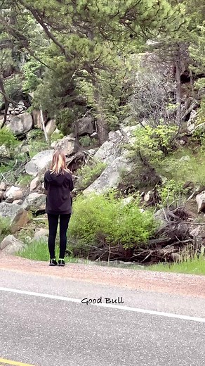 24M views · 183K reactions | This bull elk is literally trying to decide if it should knock these tourists into oncoming traffic!www.goodbullguided.com | Good Bull Outdoors | Facebook