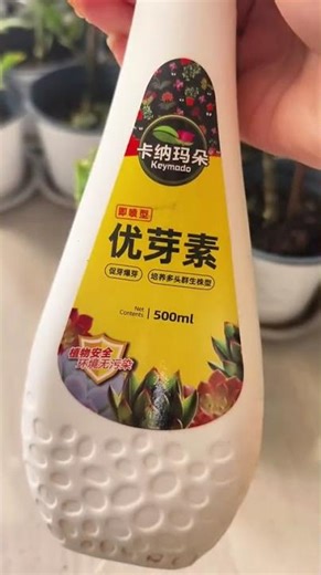 Spring's Blossom Beauty: Pruning Secrets for Flower Growers