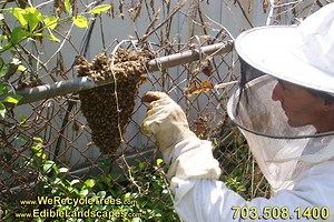 Swarm Removal