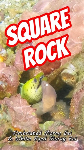 Hidden Life of Square Rock & Submarine | Myanmar Dive Expedition (4K) | Short