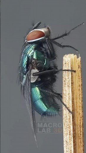 Common green bottle fly caught singing a beautiful song: #macrophotography #macro #entomology