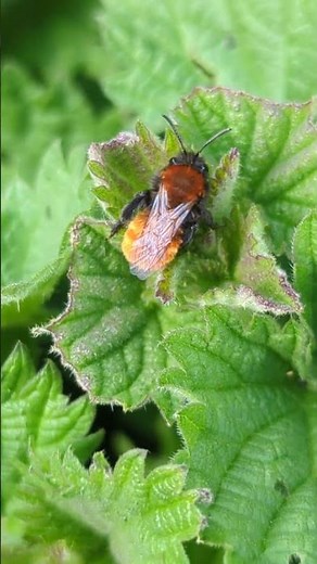 A delightful little Tawny Mining Bee sheltering from the wind