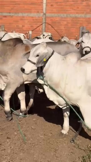 A Big Group of Pride of Maddox 684/8 calves in Paraguay 🇵🇾 ! So many great ones to pick from! | Heritage Cattle Co.