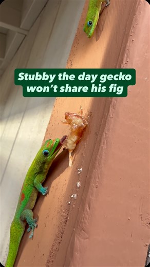 37K views · 3.5K reactions | Stubby the day gecko won’t share his fig #gecko #lizard #reptile #cuteanimals #funnyanimals #funnyreels | geckgoals | Facebook