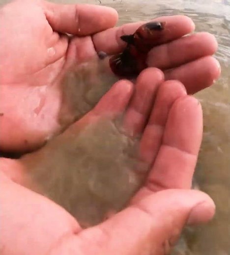 Galaxy Betta Fish Catching From Natural Habited