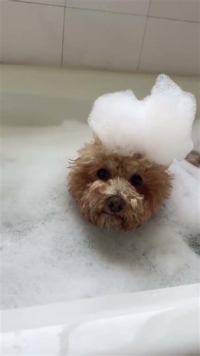 Bubble Bath Fun! Poodle’s Foamy Bath Time Adventure #petspa #dogbath