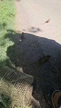 चूहों को पकड़कर बाहर छोड़ कर आये #dailyvlog #tomandjerry #mouse #ratproblem