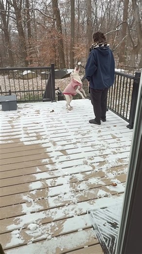Queen Buttercup Speaks on Instagram: "Snow! #snow #dog #pitbull #snowball #charliebrownchristmas #queenbuttercupspeaks"