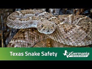 Texas snake safety
