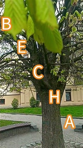 Spring. Chestnut trees are sprouting leaves.