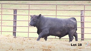 These Bulls were Bred for the commercial producer looking to put Extra Payweight, Quality, and High Maternal genetics in their future calf crops. They all sell at our Annual “Black Friday” Production sale, November 29th. Our online sale Live auction Broadcast by World Champion Auctioneer Matt Lowrey on both Superior and DVauction bidding platforms. Message us to be added to the Sale Catalog mailing list, it’s going to be a great event! ✅We will deliver the bulls anywhere in the country. ✅We will