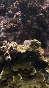 Underwater twister spinner if you know what I mean #underwaterworld ｜ Ocean Reality Channel | Punlei Pen