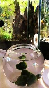 How to build a micro aquarium using marimo moss balls. ASMR. Road to 500 subscribers before 2026🤞🤞