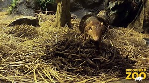 10K views · 495 reactions | Black and rufous giant elephant shrews, also known as sengis, are more closely related to elephants than they are to shrews. They belong to the superorder Afrotheria, which includes elephants, hyrax, aardvarks, and manatees! They do a lot of scratching with their back feet, but it's not because they're itchy. They have scent glands in their feet that they use to mark their territory, and even their mate! | Brookfield Zoo Chicago | Facebook