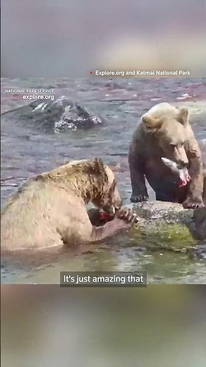 Bear with broken jaw crowned Alaska's fattest bear champion