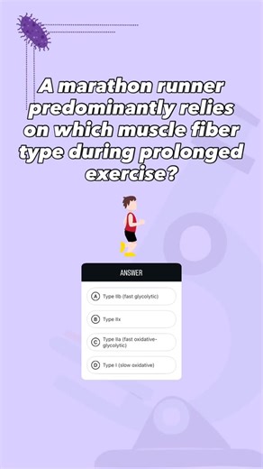 med's go on Instagram: "A marathon runner primarily relies on Type I (slow oxidative) muscle fibers because these fibers are specialized for sustained, aerobic activity. Type I fibers have high mitochondrial density, abundant capillary supply, and high myoglobin content, allowing efficient oxidative phosphorylation and continuous ATP production over long periods. They contract more slowly but are highly resistant to fatigue, making them ideal for endurance events like marathon running, where pro