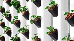 Wyoming lands world’s largest vertical farming research facility - Local News 8