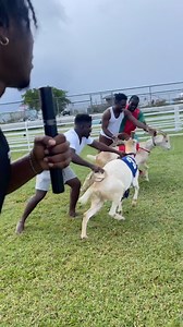43K views · 2.7K reactions | Finally Won My First Ever Goat Race after training for it all my life 藍藍Thank You Tobago For All The Memories  Yo @stickersgh_ train harder next time & meet our Nigeria commentator @theadesoga | Wodemaya | Facebook