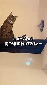 猫と暮らしはじめてDIYに目覚めた夫｜壁に穴を開けて「猫専用トンネル」をいろんな場所に作った｜キャットタワーを登った先にあるトンネルを抜けると…そこには「猫だまり」があった #shorts #cat