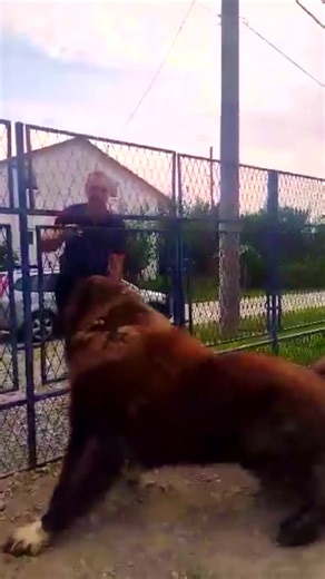 Gentle Giant Dogs: Safe Around Kids