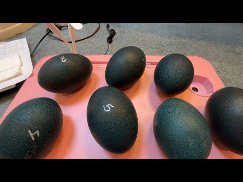 Emu egg incubation- New experience