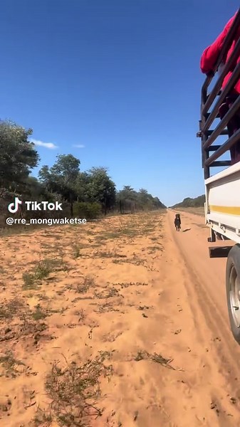 37km/hr🤣👌🏾 #sama28 #outdoor #agriculture #farming #farmlife #dogsoftiktok #dograce #tiktokbotswana🇧🇼tiktoksouthafrica🇿🇦