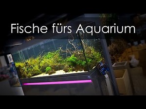 530l Showaquarium mit ‪@AquaOwner‬ - Besatz und Technik | Aquado-Zoo Dortmund