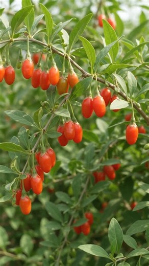 Goji Berry Life Cycle ❤️🌱 | From Seed to Beautiful Berry