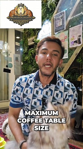 19K views · 179 reactions | Maine Coons are HUGE – not for the faint-hearted! Fancy a gentle giant? Or perhaps a Russian Blue, famous for being allergy-friendly? We've got both! Plus, special food that minimises shedding and allergy triggers! Islandwide delivery available. Check our TikTok shop now! #designerbengalsingapore #MaineCoon #RussianBlue #HypoallergenicCats #CatFood #AllergyFriendly #SingaporeCats #DesignerCatsFresh | Designer Bengal Singapore | Facebook