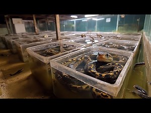 How Chinese Farmers Cultivate and Process Millions of Snakes Using Traditional Methods