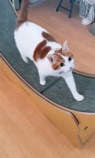 Cat also know how to exercise Using exercise wheel🐈🥰 Part3 #shorts #short #cat #petlovers #cute