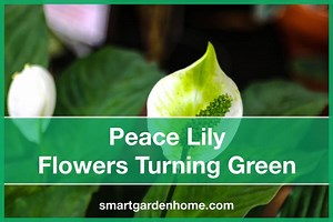 Peace Lily Flowers Turning Green: Causes and Fixes - Smart Garden and Home