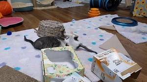 37K views · 5.4K reactions | This video is from before Jamie went home (it was hiding on my hard drive). Brianna and Angus were tussling... and I bet you can guess who started it. (Wasn't Angus!) | Love & Hisses | Facebook