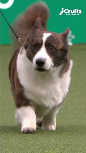 All About Welsh Corgi (Cardigan) | Crufts What's That Dog?