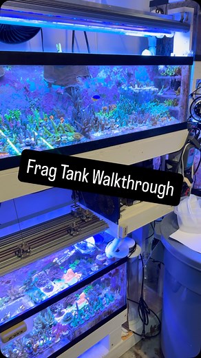 1.1K views · 351 reactions | Frag tank walkthrough! In this video I go over the three frag tanks that are plumbed into my system. These tanks were each added one at a time, as the need arose. If I was designing the system from scratch today I’d probably come up with something different, but this is what I’ve piecemealed together over the past 8 years. #reeftank #fragtank #coralfrags #reefkeeping #saltwateraquarium #allmymoneygoestocoral | Rebel Reef | Facebook