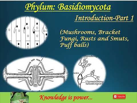 Phylum: Basidiomycota, Part-1 (Introduction)