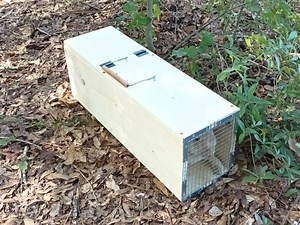Sturdy New Wooden Box Trap for Squirrels, Rabbits, Armadillo, Chipmunk, and Opossum. - Etsy
