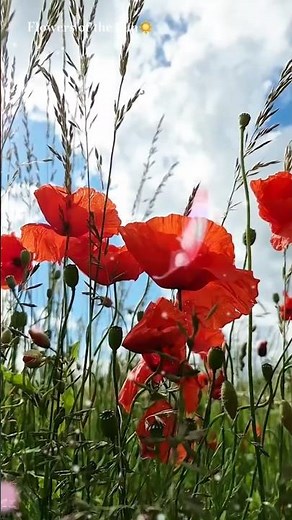 The most beautiful poppy flowers in nature💮🌾🌸 #flowers #flowershorts #garden #natureflowers #nature