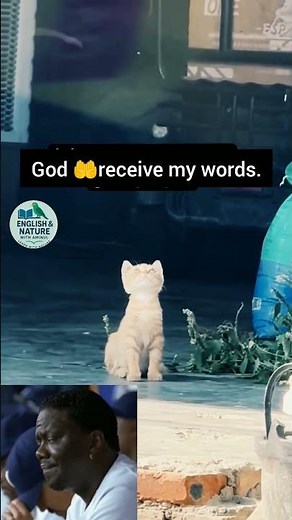 A Cat's Prayer 🐱🙏 #catsprayer #cat #catlovers #animals #hope #catvideo #heartwarming
