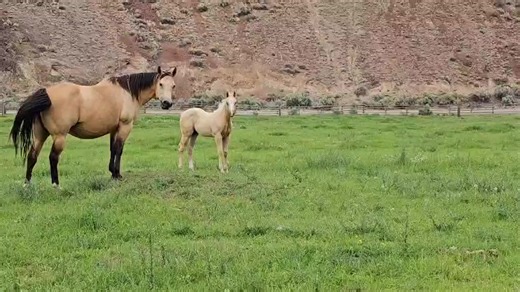 The Working Horse Magazine on Reels