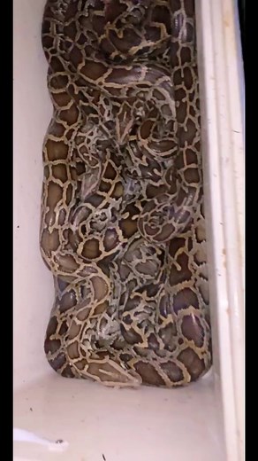 ￼ Python rodeo! #KeepingItCute #snake #python #reptile #SaveAnimals #AnimalProtection #EndAnimalCruelty #SaveWildlife #AnimalRights #RescueAnimals #StopAnimalAbuse #ProtectAnimals #SaveOurWildlife #CompassionForAnimals #AnimalAdvocacy #CrueltyFree #NoMoreSuffering #AnimalWelfare #VoiceForTheVoiceless #BeKindToAnimals #SaveEndangeredSpecies #CaringForAnimals #WildlifeProtection #LoveAnimals | Garrett Galvin