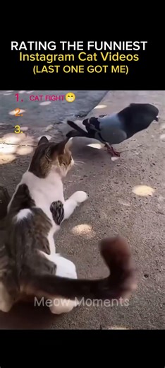 top 3 Cat moment #catfunny #funny #cat