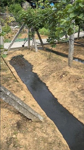 Poop to Profit: Sustainable Pig Waste Fertilizes Vegetable Farms 👀